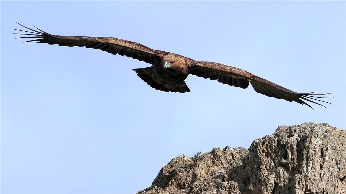 Kaya Kartalı