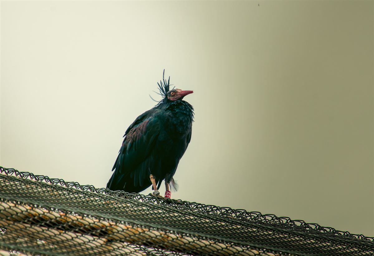 Kelaynak