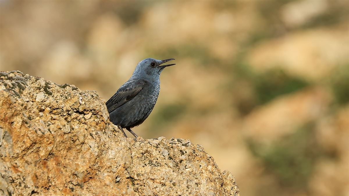 Gökardıç