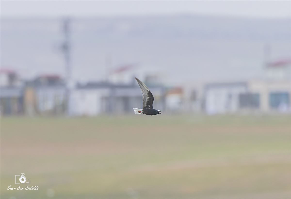 Akkanatlı Sumru