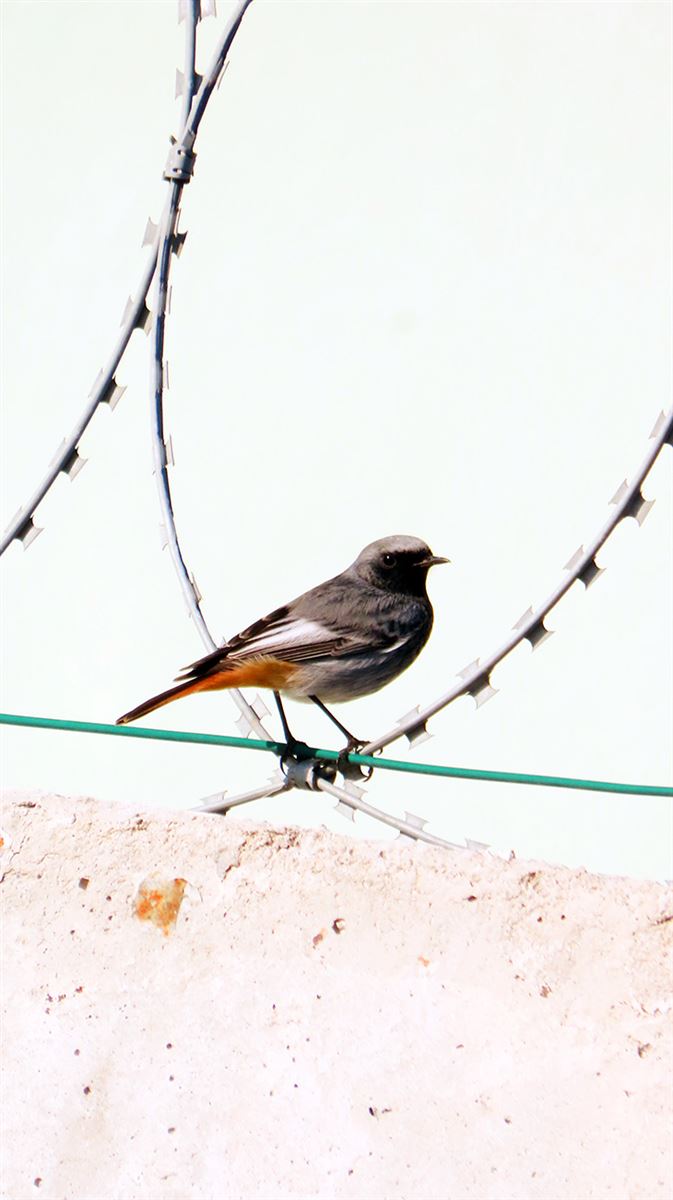 Kara Kızılkuyruk