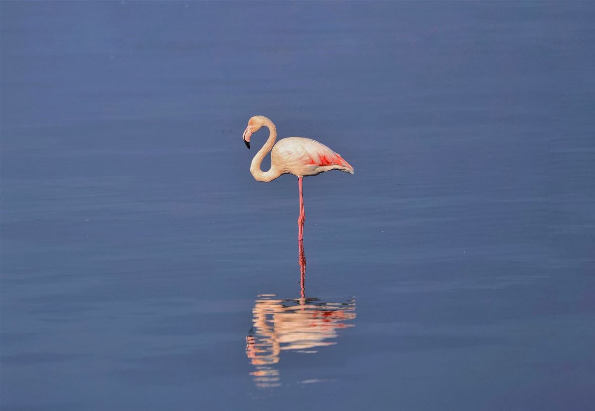 Flamingo
