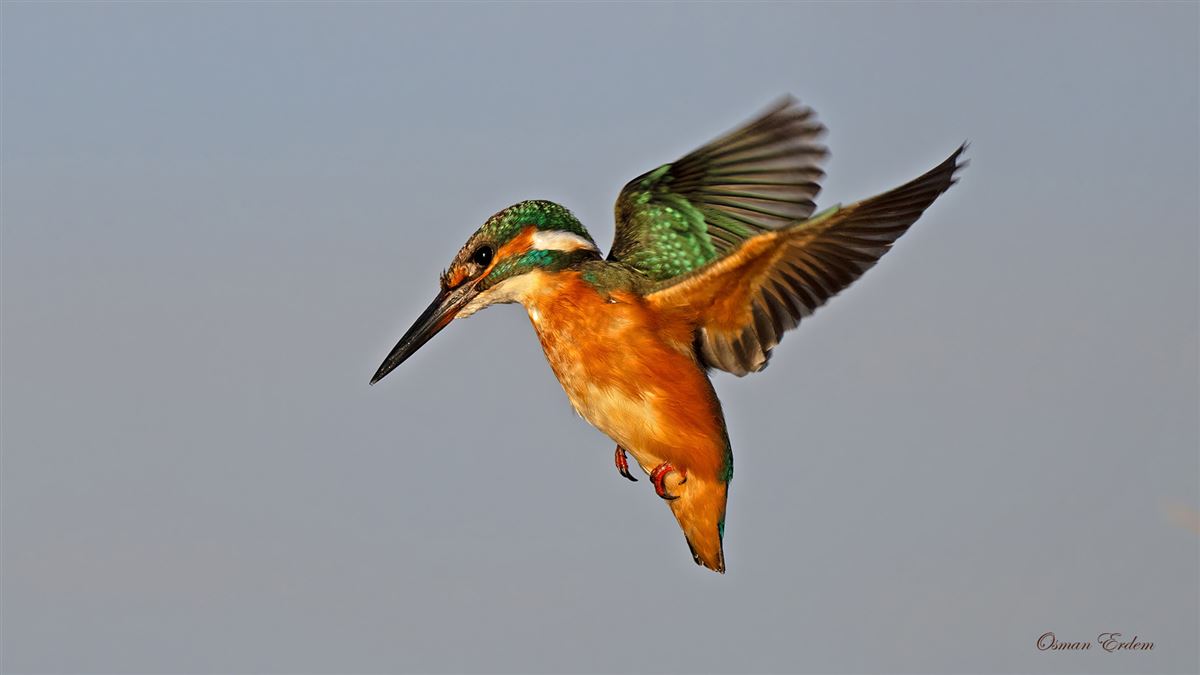 Common Kingfisher