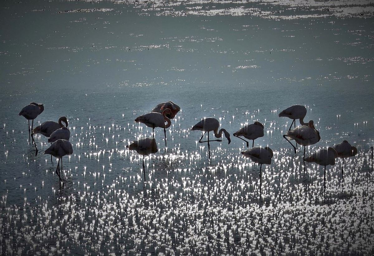 Flamingo