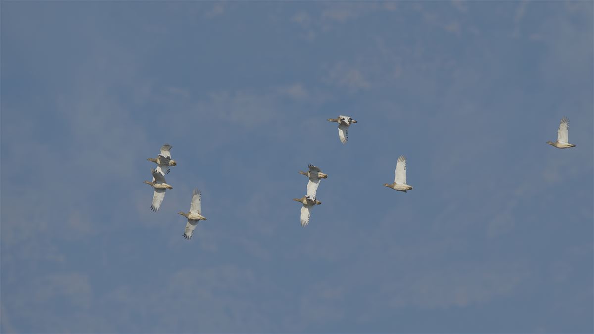 Mezgeldek