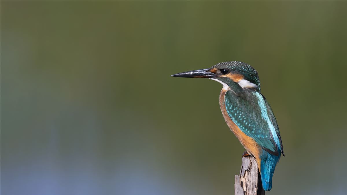 Yalıçapkını