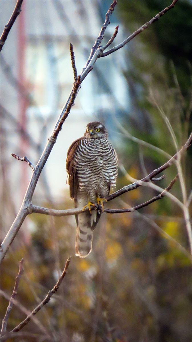 Atmaca