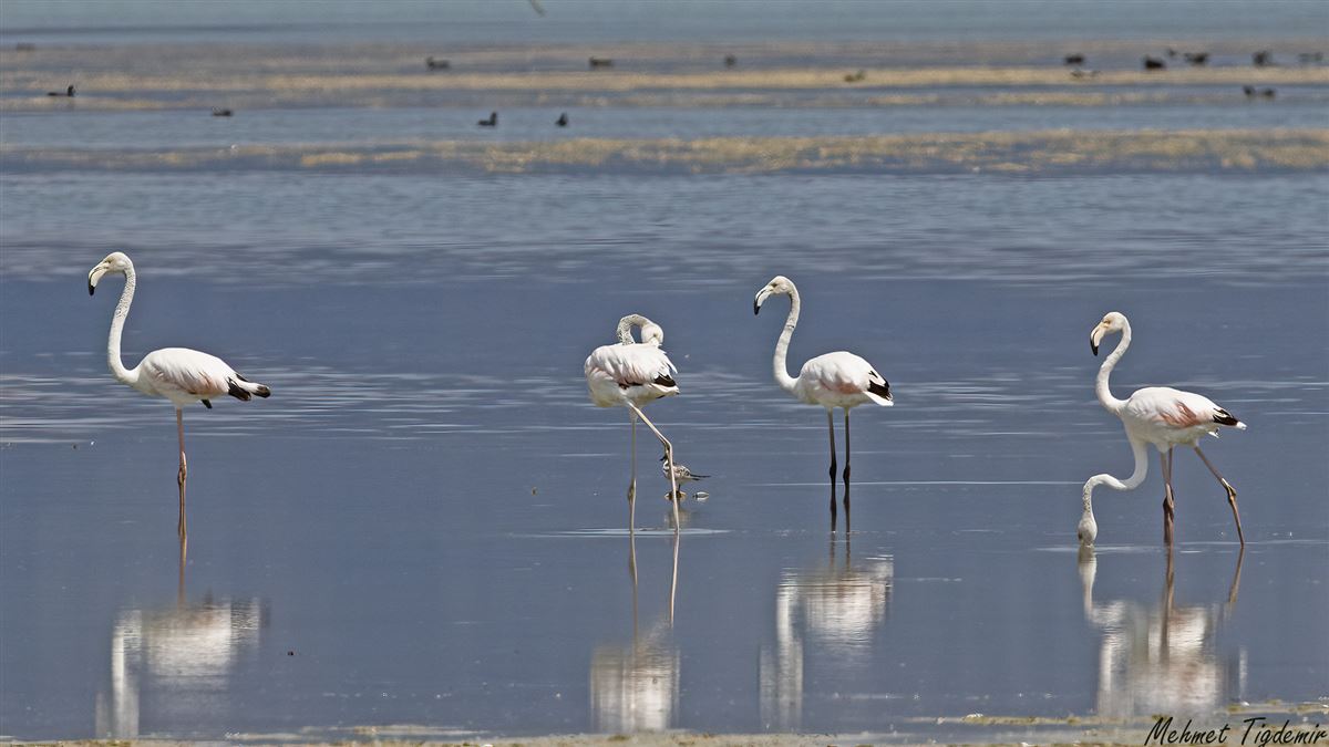 Flamingo