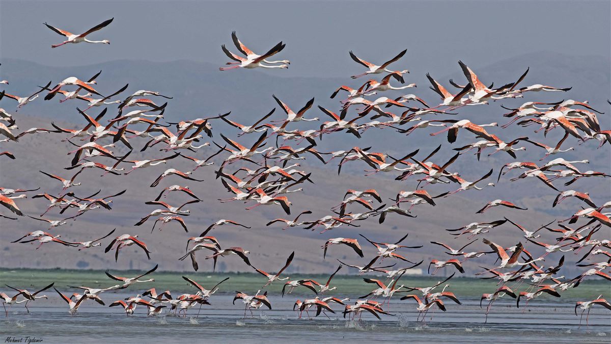 Flamingo