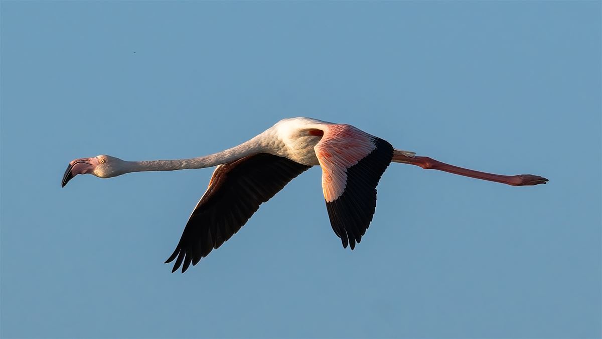 Flamingo