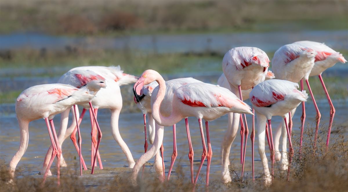 Flamingo