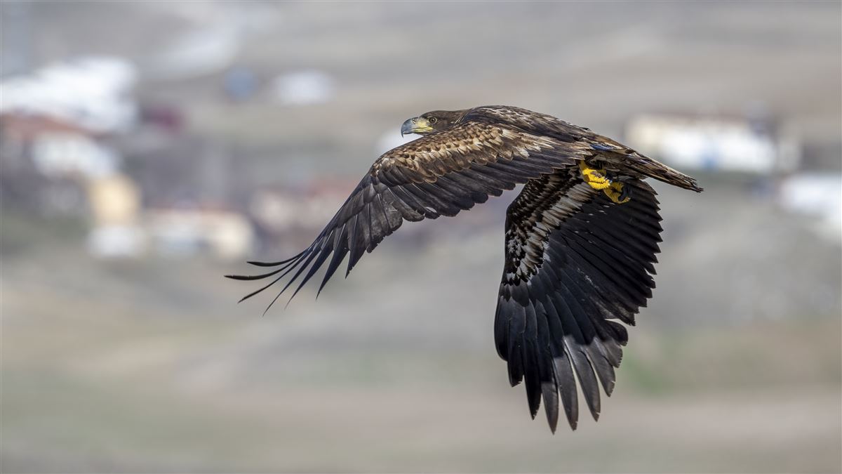Akkuyruklu Kartal