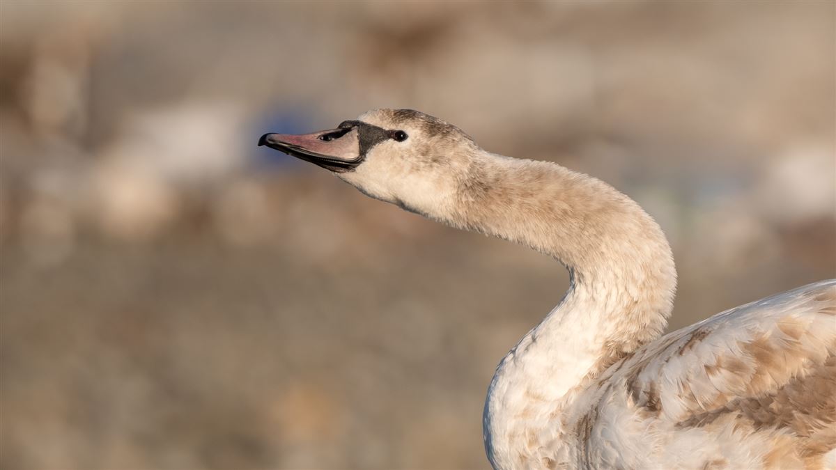 Kuğu
