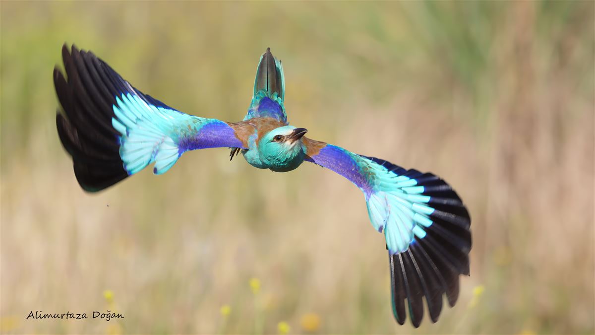 European Roller