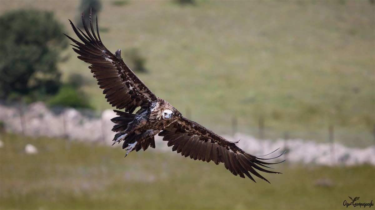 Kara Akbaba