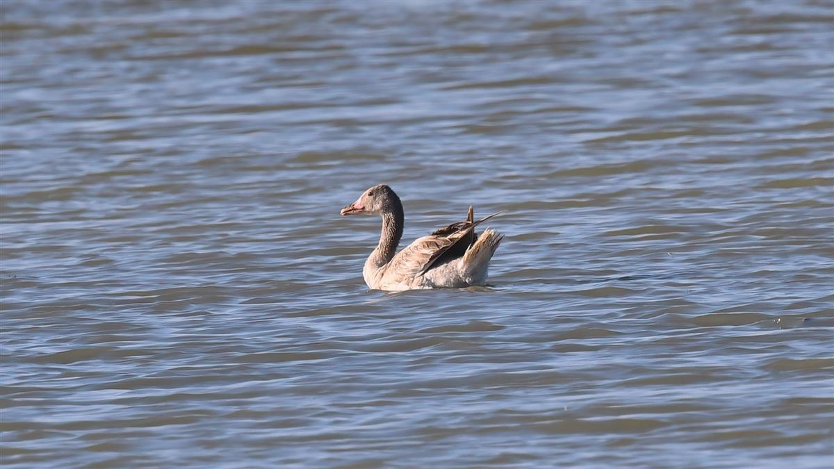 Boz Kaz