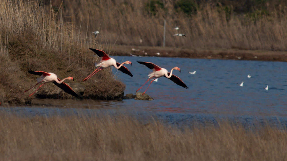 Flamingo