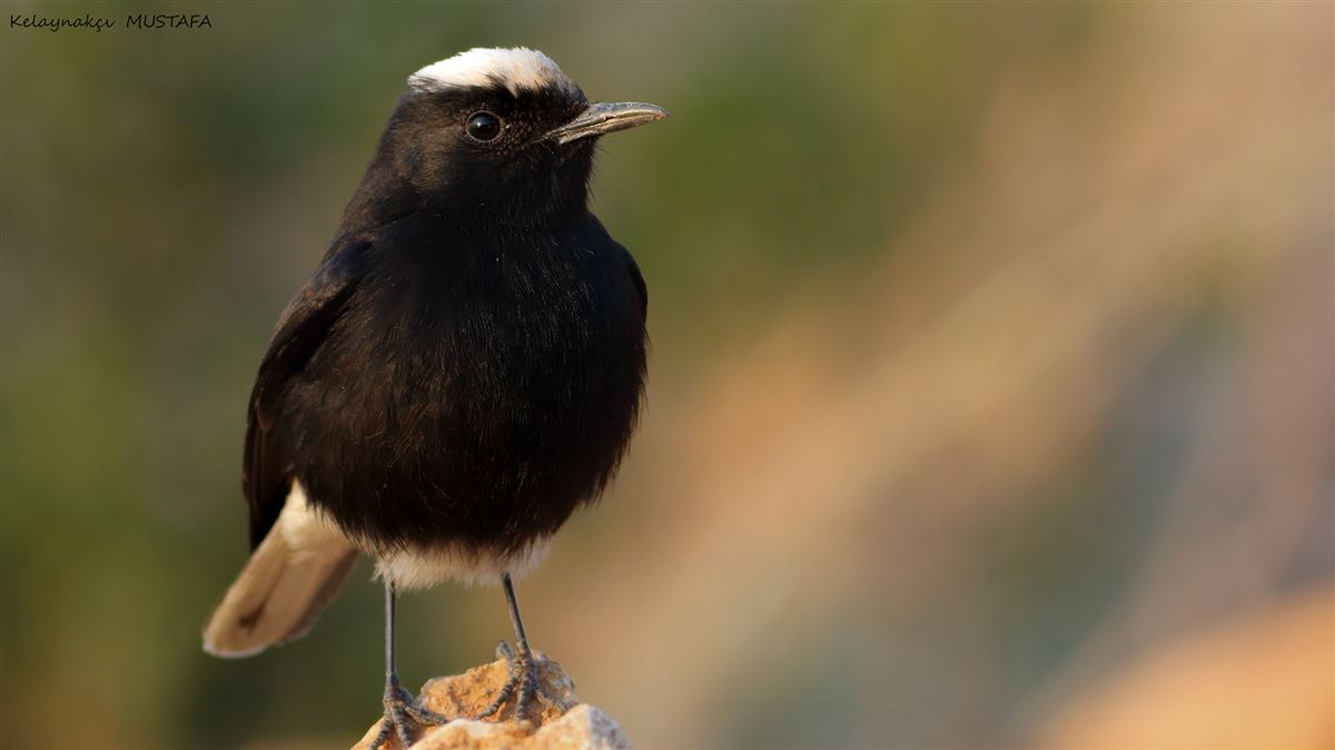 White-crowned Wheatear
