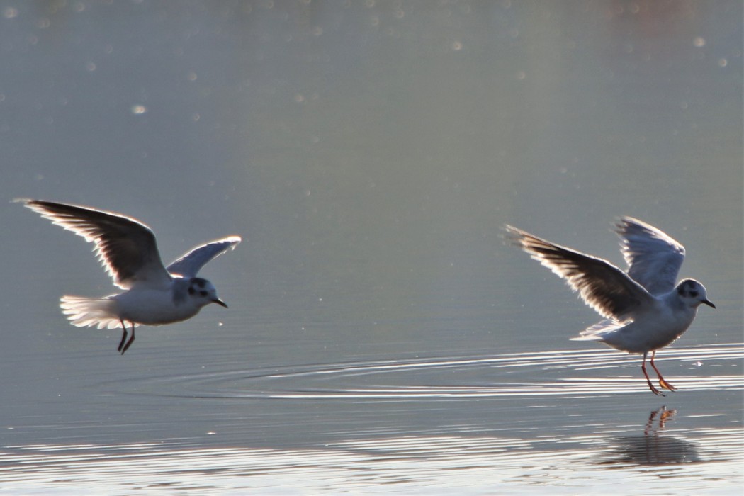 Little Gull
