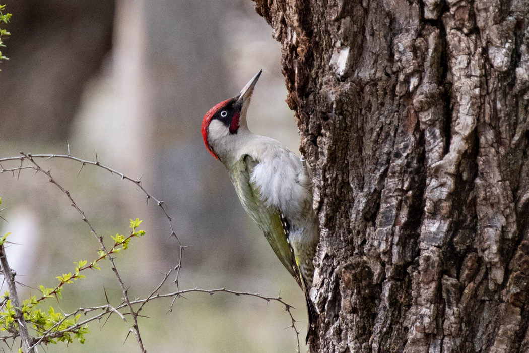European Green Woodpecker
