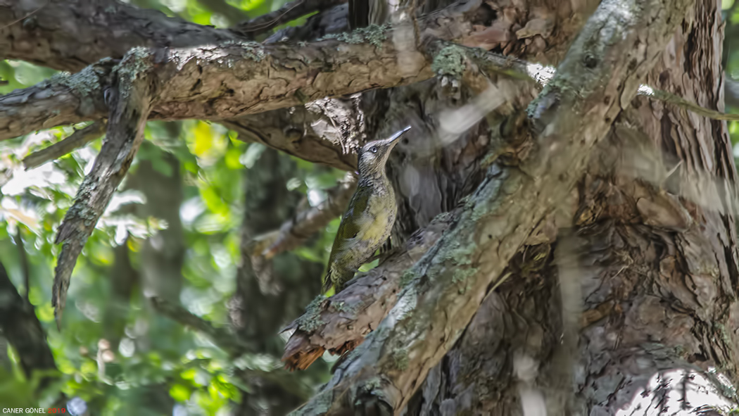 European Green Woodpecker