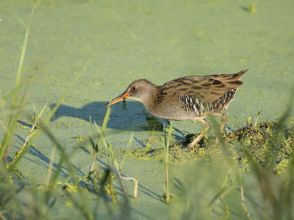 Water Rail
