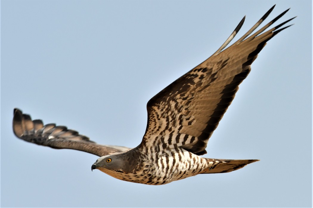 European Honey Buzzard