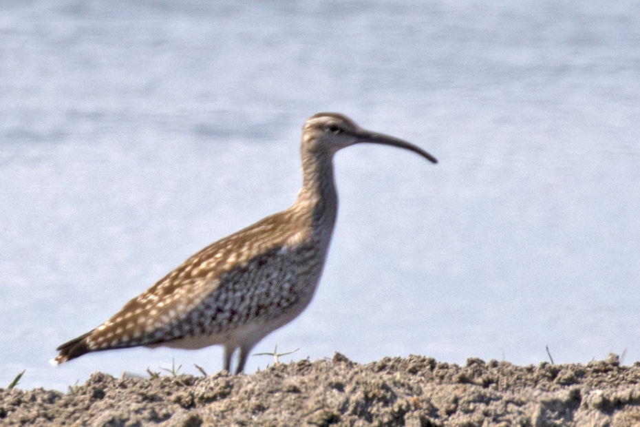 Eurasian Whimbrel