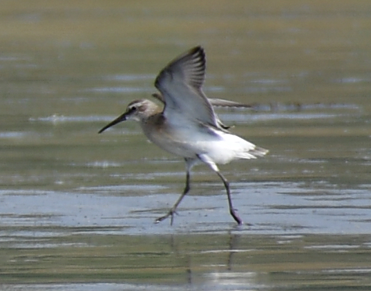 Curlew Sandpiper