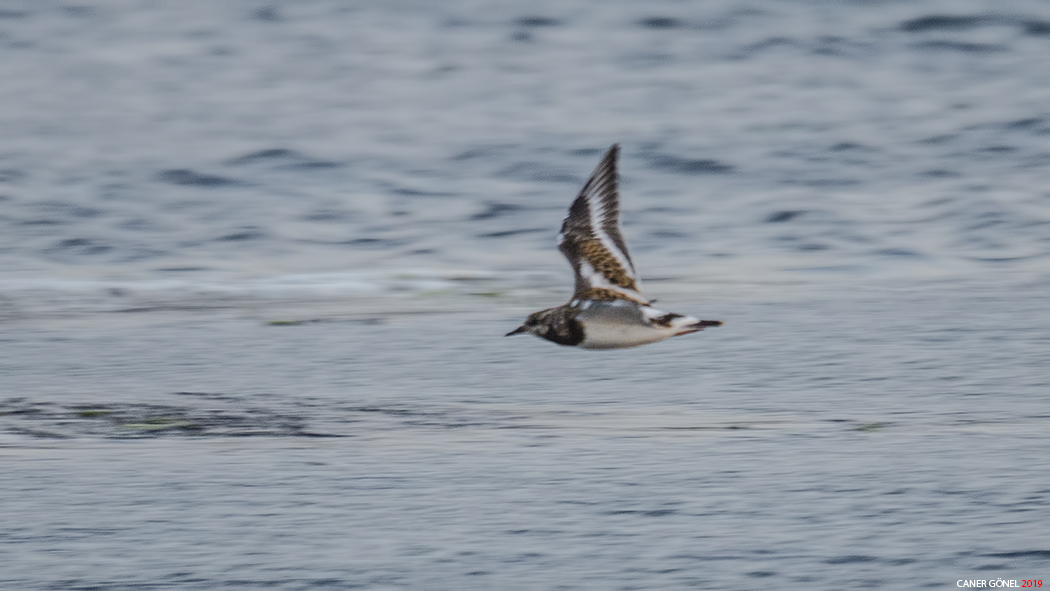 Ruddy Turnstone