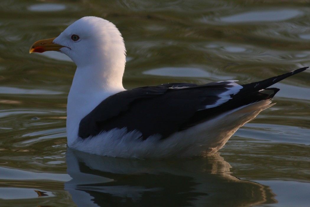 Lesser Black-backed Gull