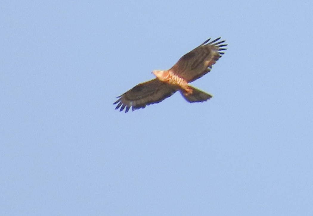 European Honey Buzzard