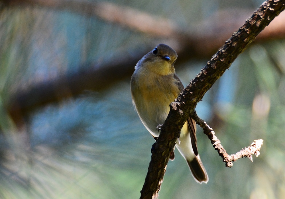 Red-breasted Flycatcher