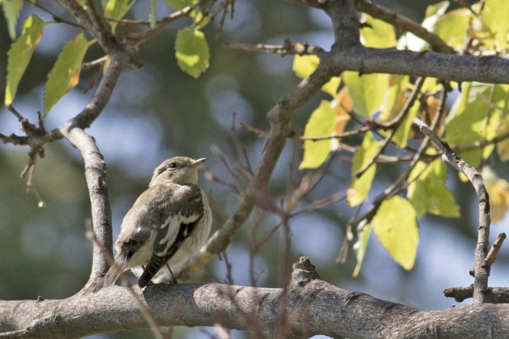 Semicollared Flycatcher
