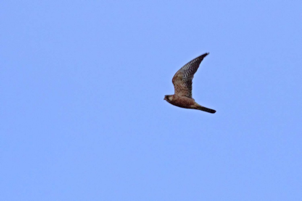Ala Doğan