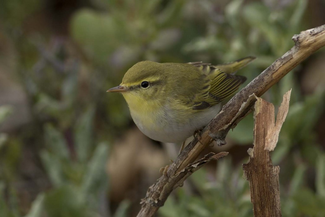 Wood Warbler