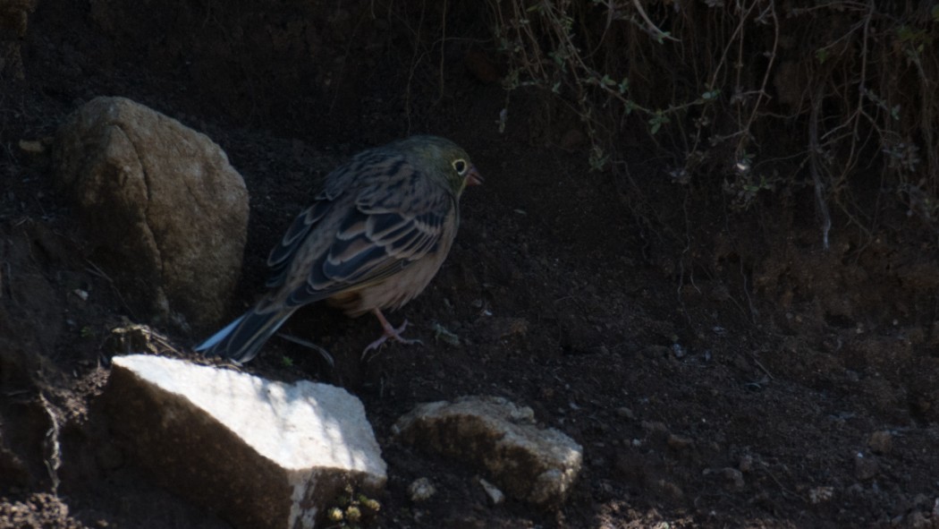 Ortolan Bunting