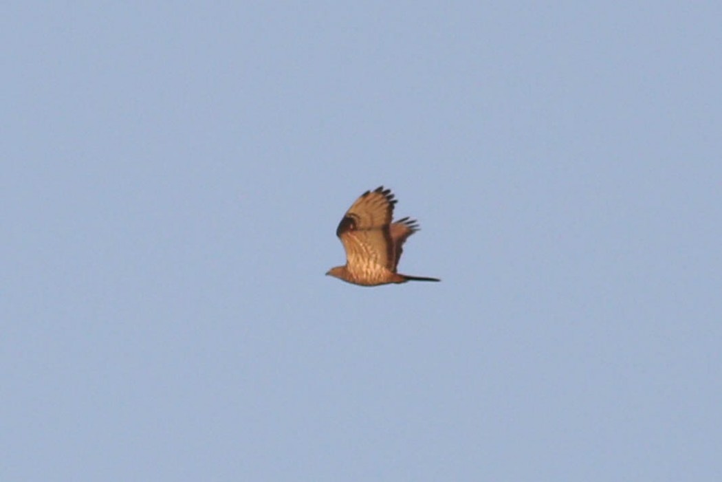 European Honey Buzzard