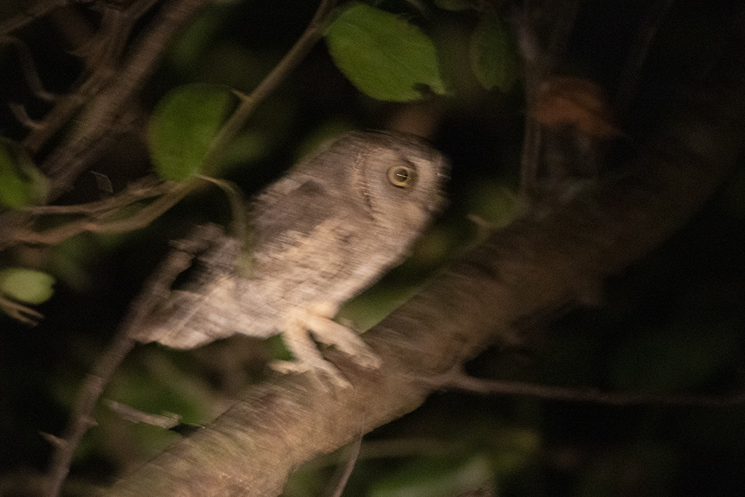 Eurasian Scops Owl