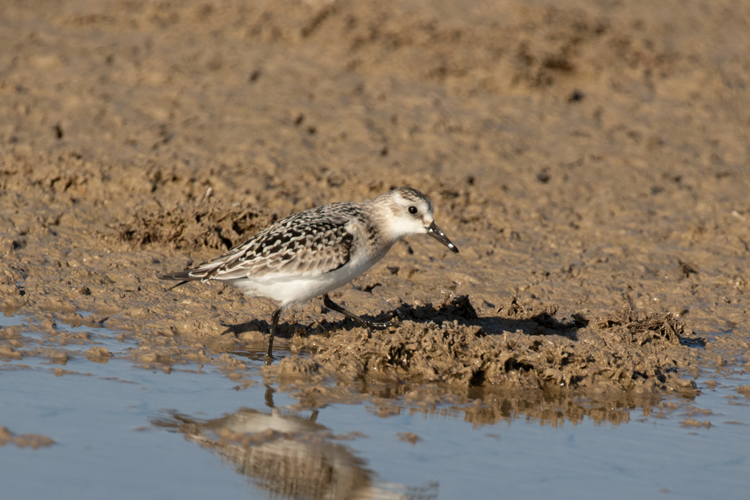 Sanderling