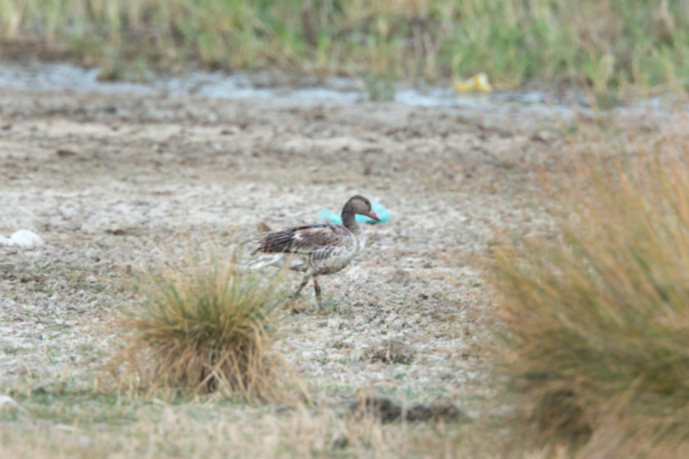 Greylag Goose