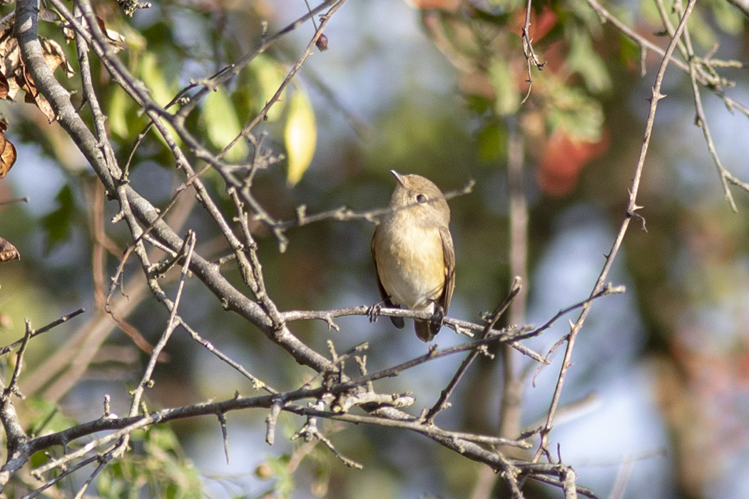 Red-breasted Flycatcher