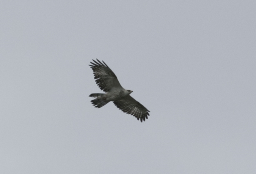 European Honey Buzzard