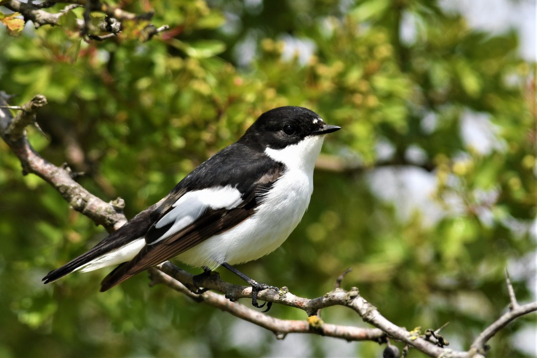 European Pied Flycatcher