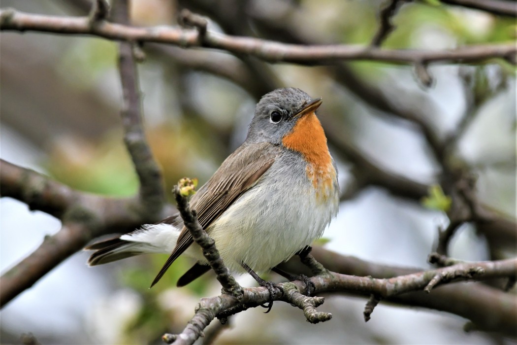 Red-breasted Flycatcher