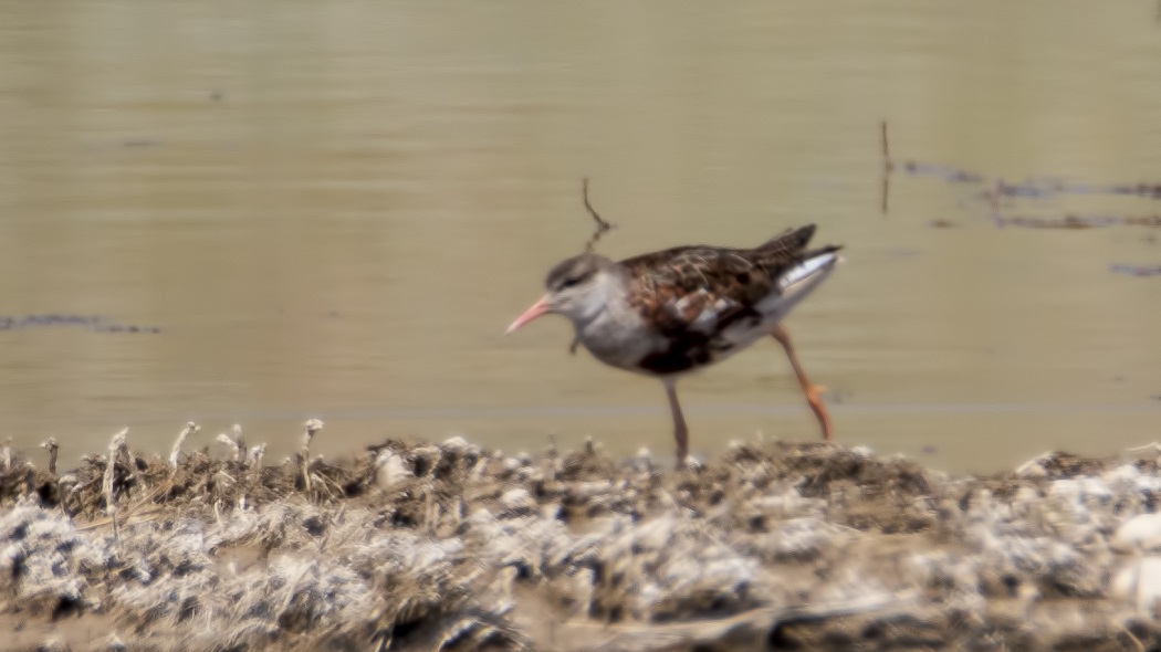Curlew Sandpiper