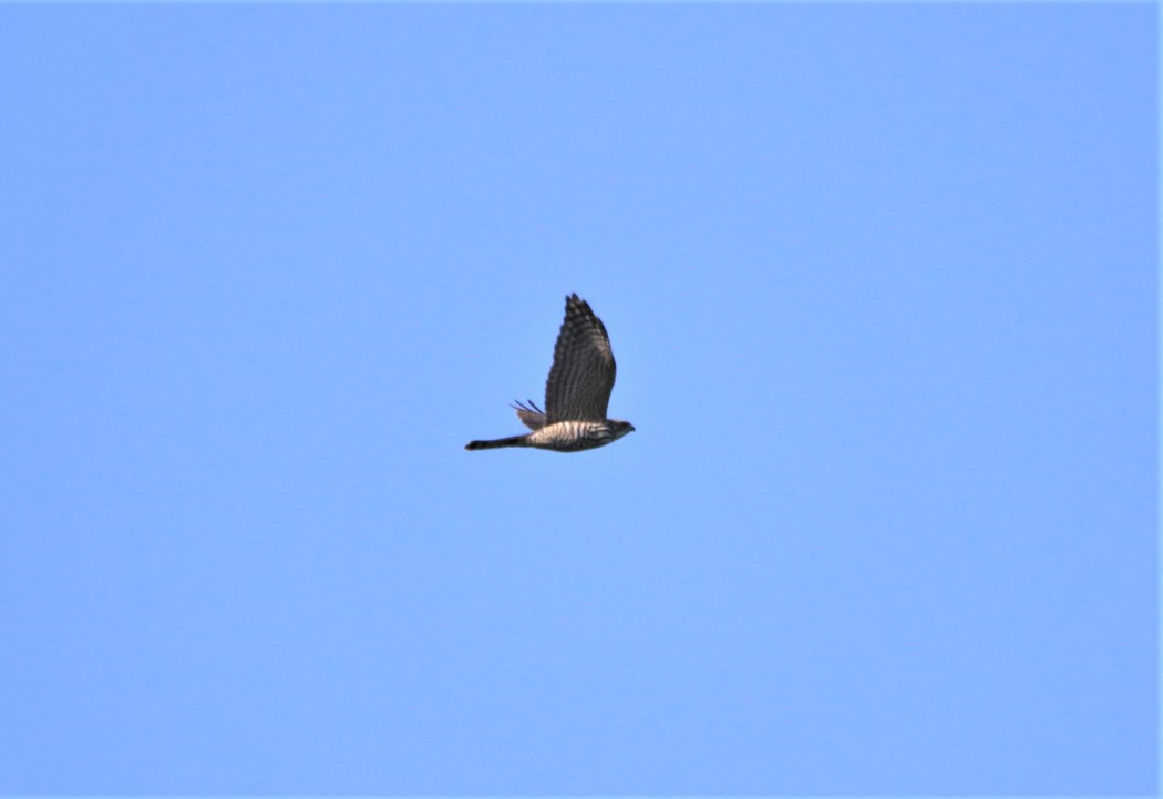 Levant Sparrowhawk