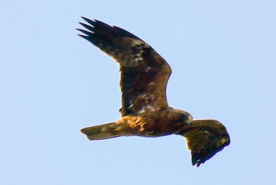 Eastern Imperial Eagle