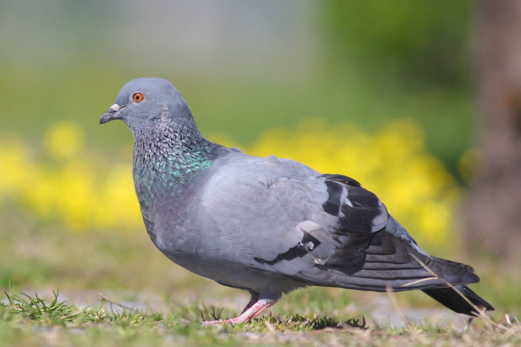 Rock Dove