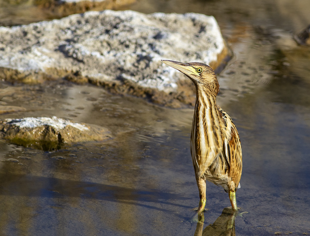 Little Bittern
